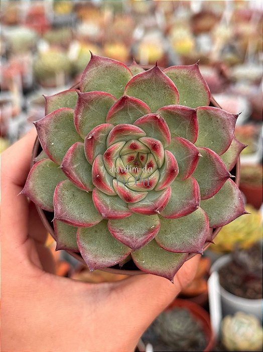 Echeveria fire pillar