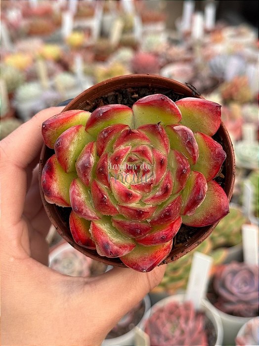 Echeveria fire pillar