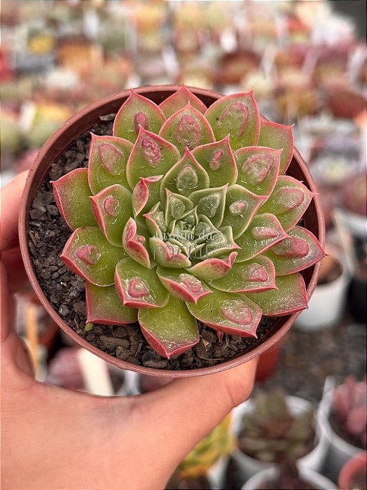 Echeveria longíssima com carunculas