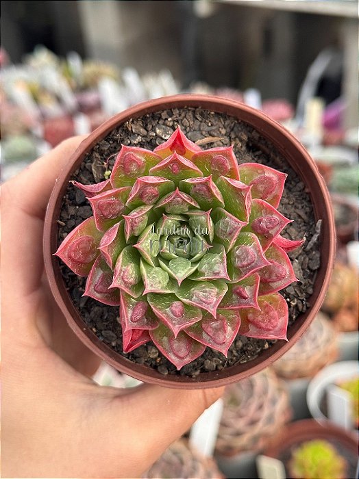 Echeveria longíssima com carunculas