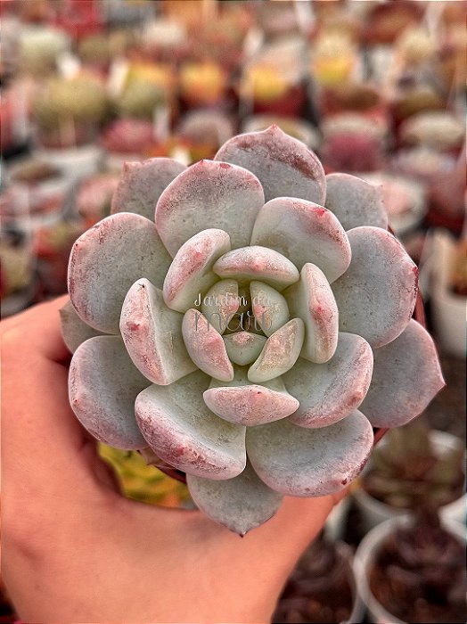 Echeveria snow angel