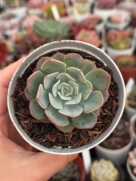 Echeveria Imbricata híbrida (sem raiz)