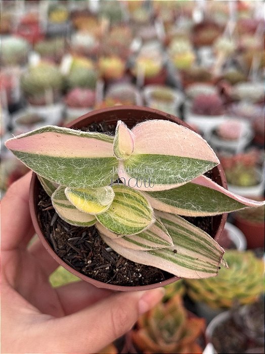 Tradescantia sillamonata variegata