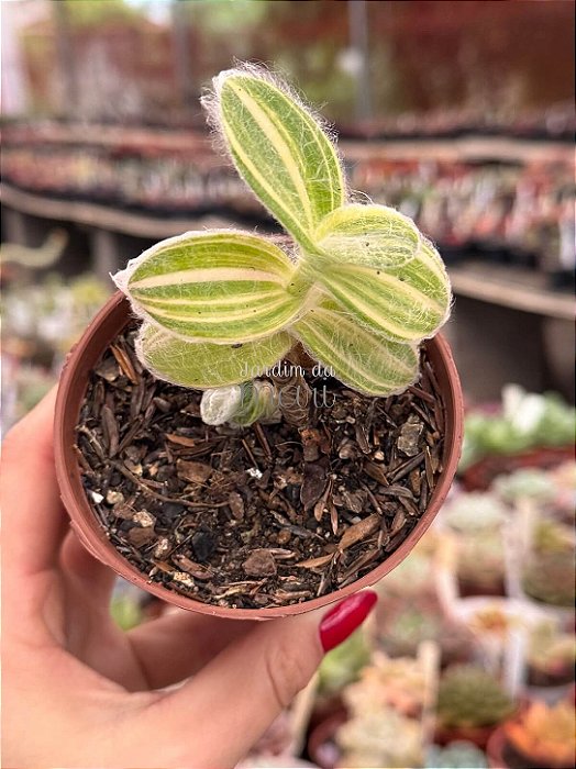 Tradescantia sillamonata variegata