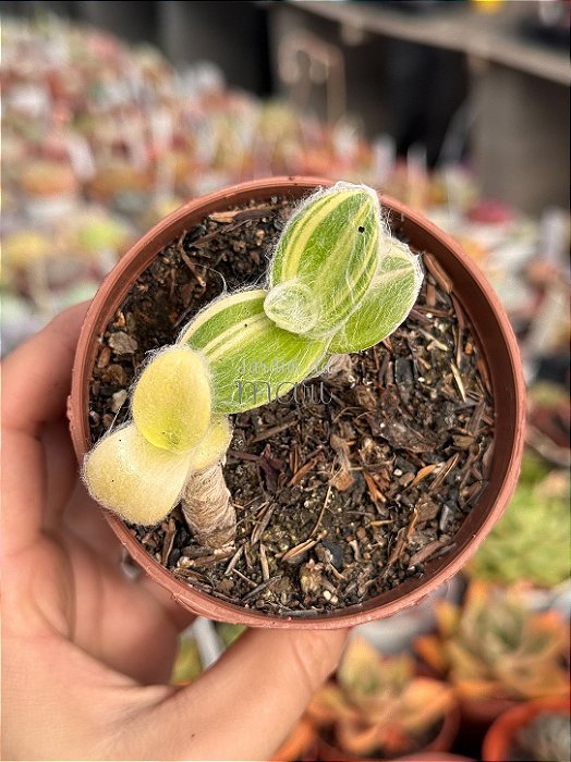 Tradescantia sillamonata variegata