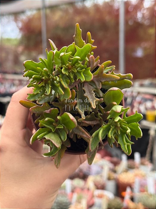 Kalanchoe spider