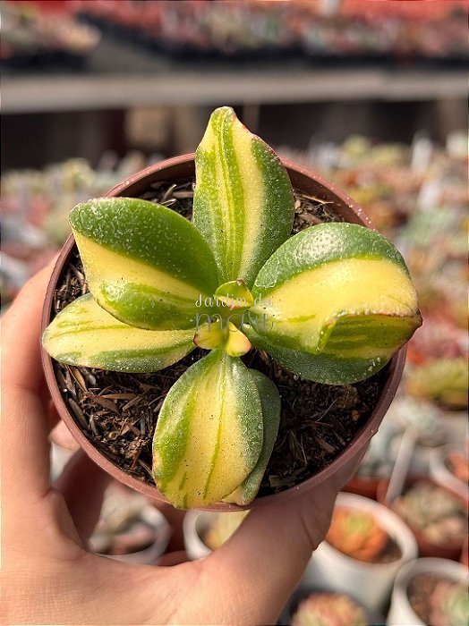 Crassula ovata hummel’s sunset