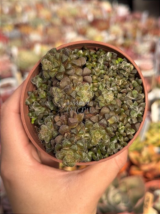 Anacampseros baeseckei