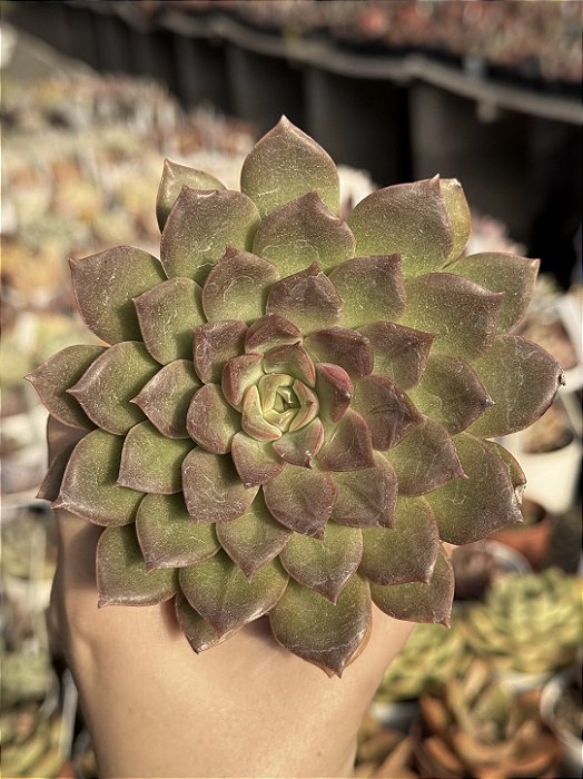 Echeveria mina fosca