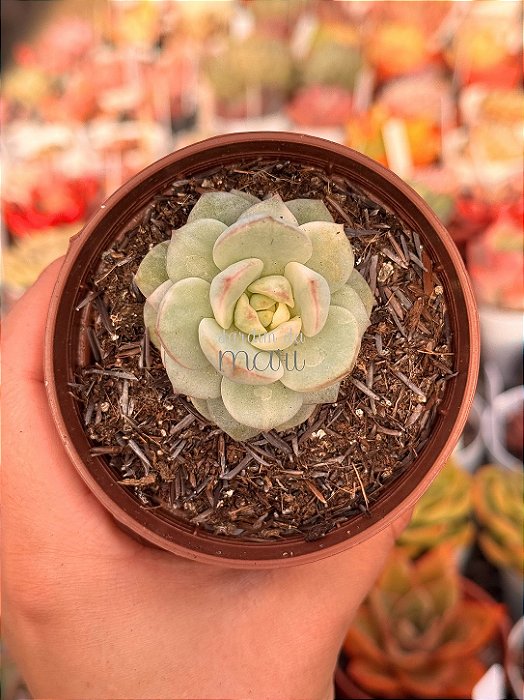 xSedeveria pudgy variegata