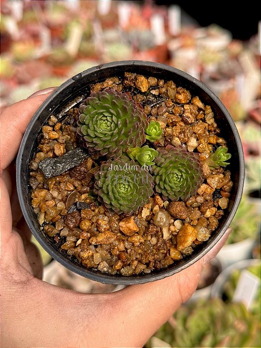Echeveria v atomy