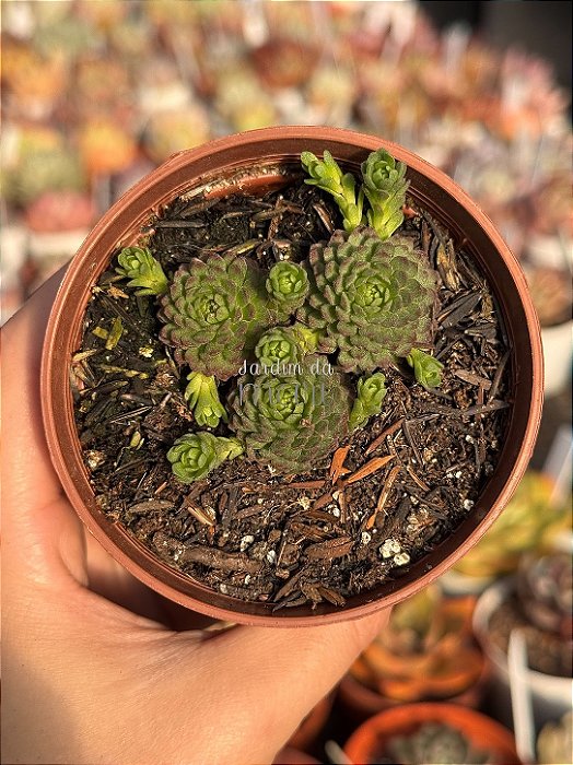 Echeveria v atomy