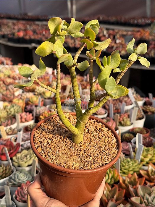 Crassula arborescens (sem raiz) 02