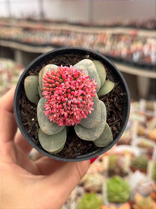 Crassula morgan’s beauty