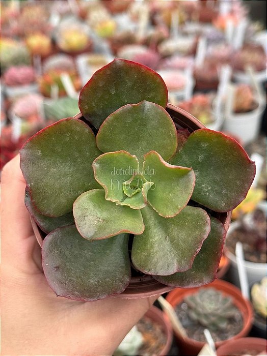 Echeveria Red Sales