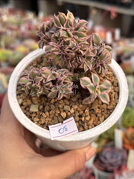 Aeonium sunburst cristata (08)