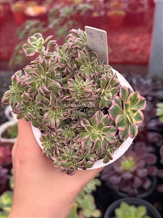 Aeonium sunburst cristata (08)