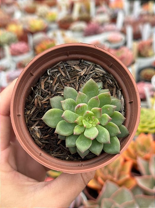 Echeveria Green emerald