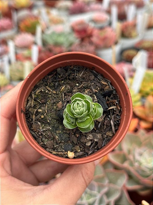 Crassula emerald