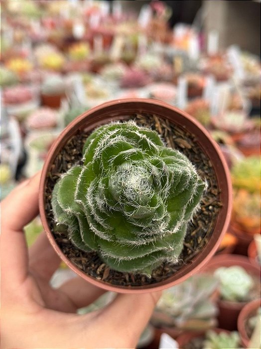 Crassula barbata