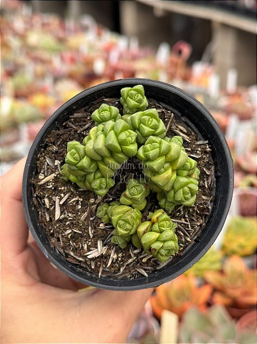 Crassula marchandii