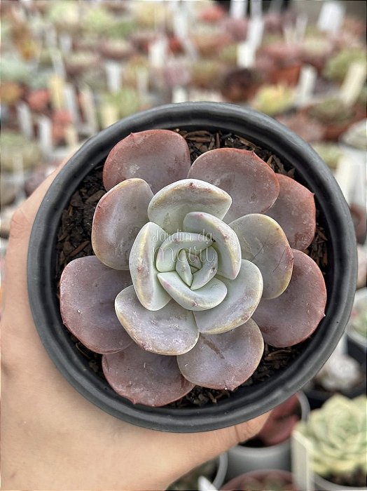 Echeveria teka