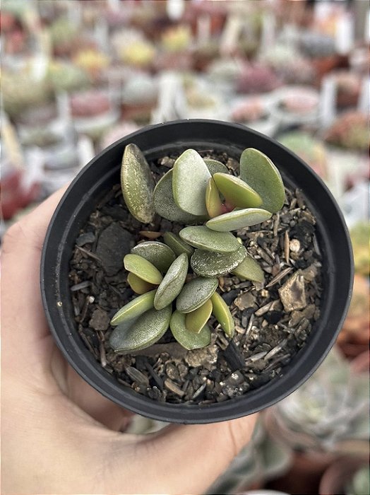 Adromischus hemisphaericus