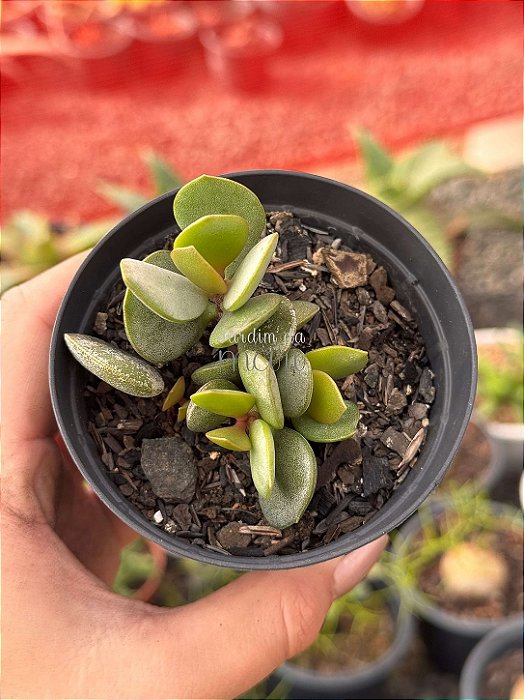 Adromischus hemisphaericus