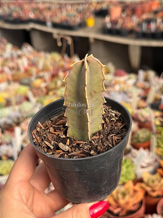 Caralluma speciosa