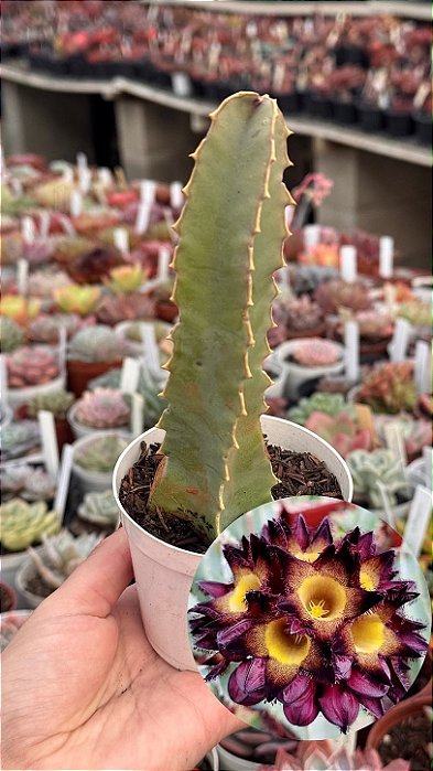 Caralluma speciosa
