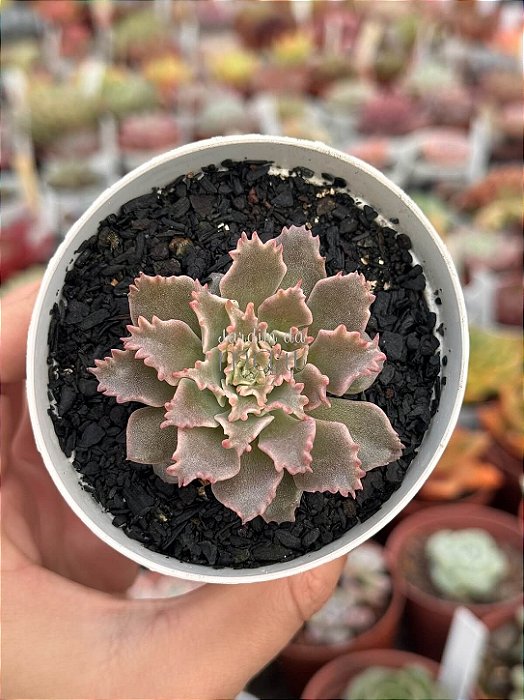 Graptoveria Starfire