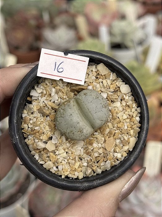 Lithops 16