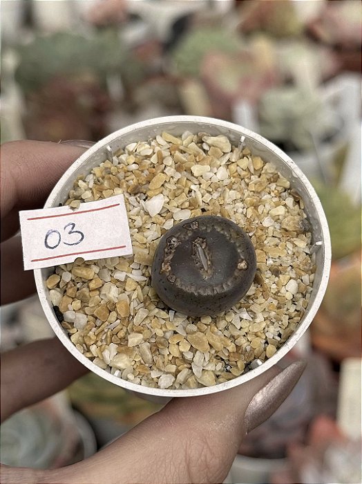 Lithops 03