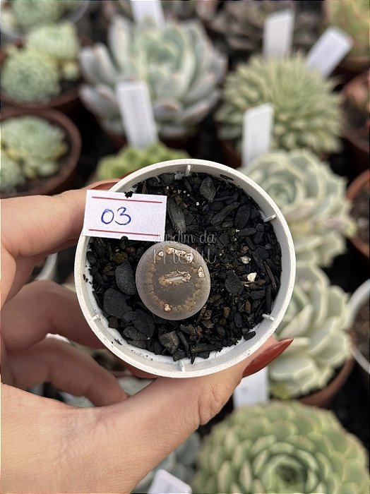 Lithops 03