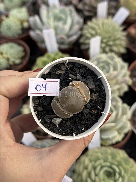 Lithops 04