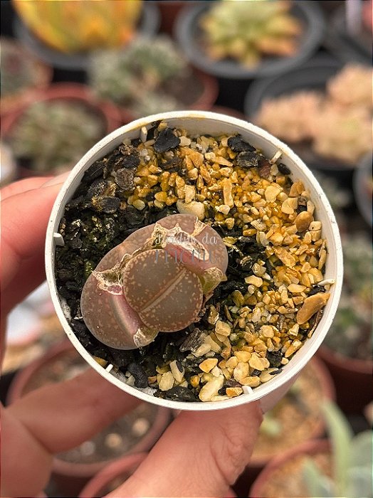 Lithops 17