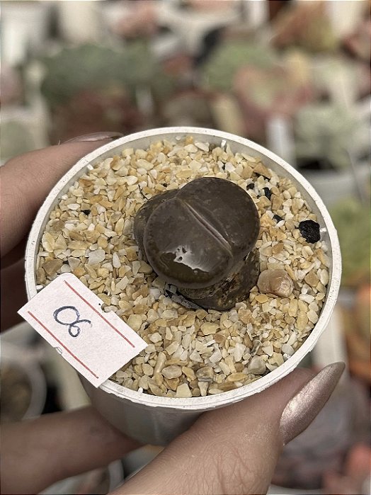 Lithops 06