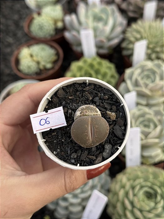 Lithops 06