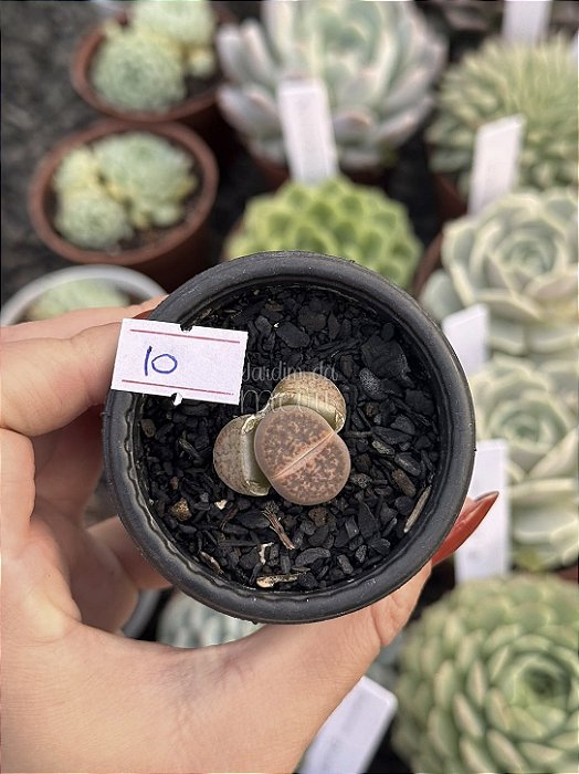 Lithops 10