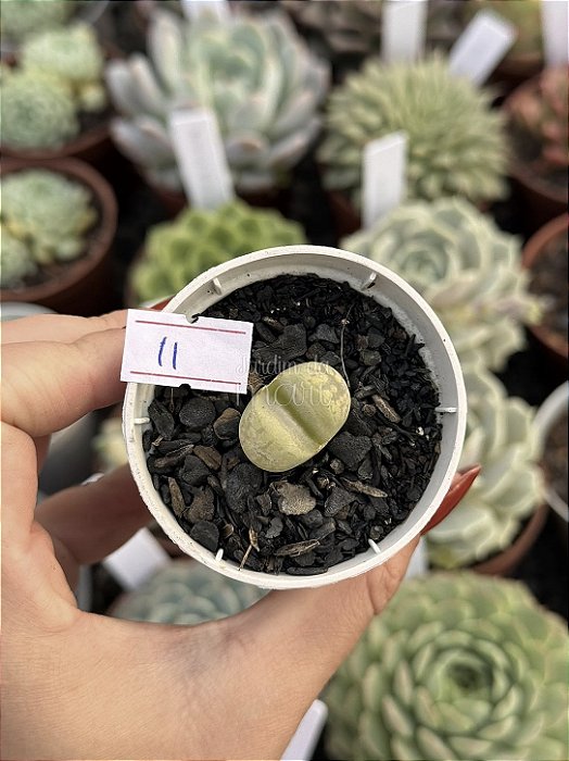 Lithops 11