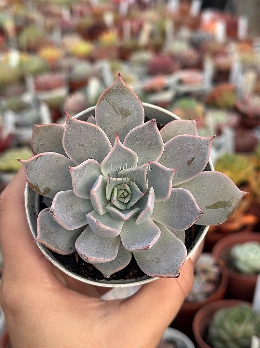 Echeveria launiz