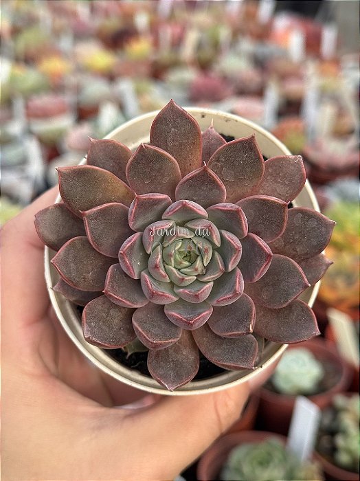 Echeveria roman