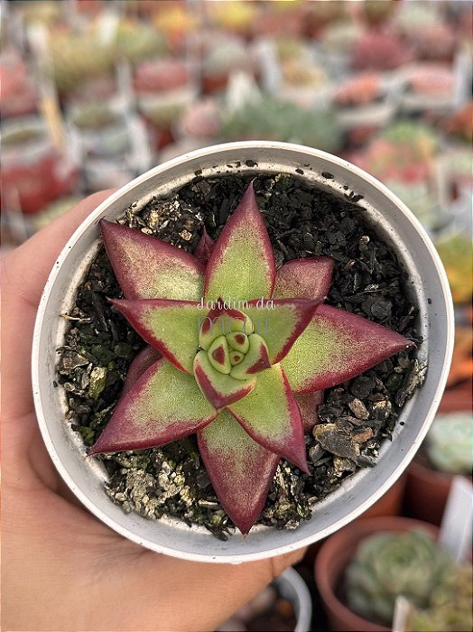 Echeveria ebony black juice
