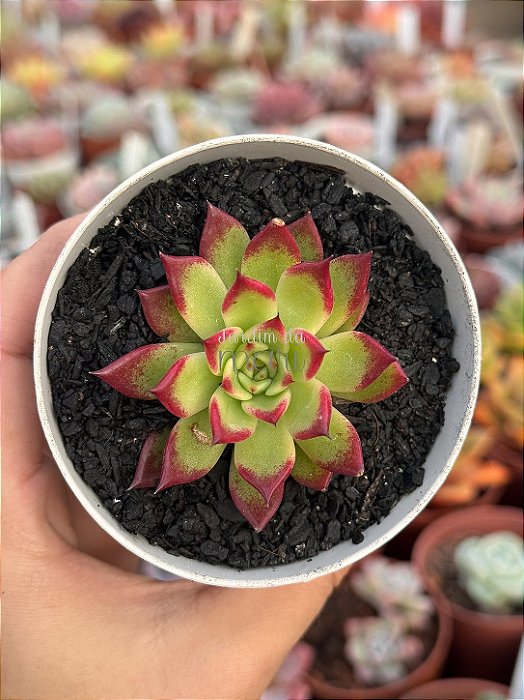 Echeveria agavoides saraboni