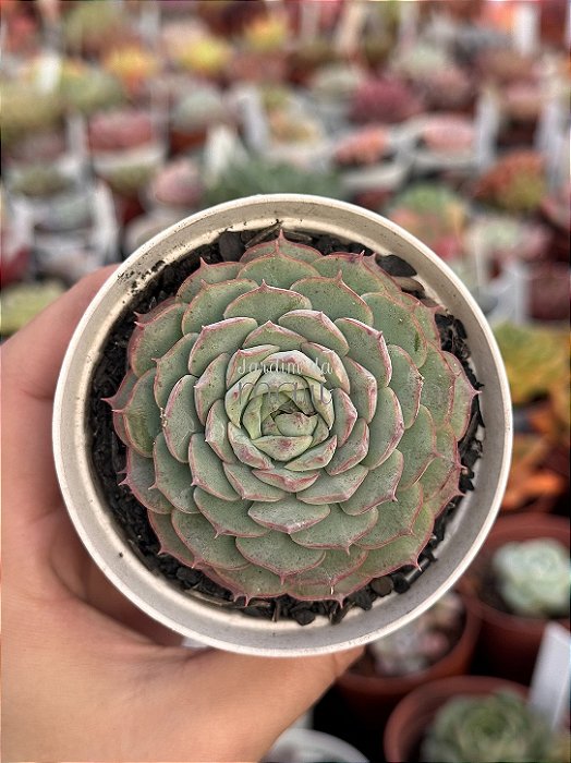 Echeveria charlotte rose