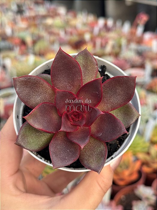 Echeveria poog (importada)