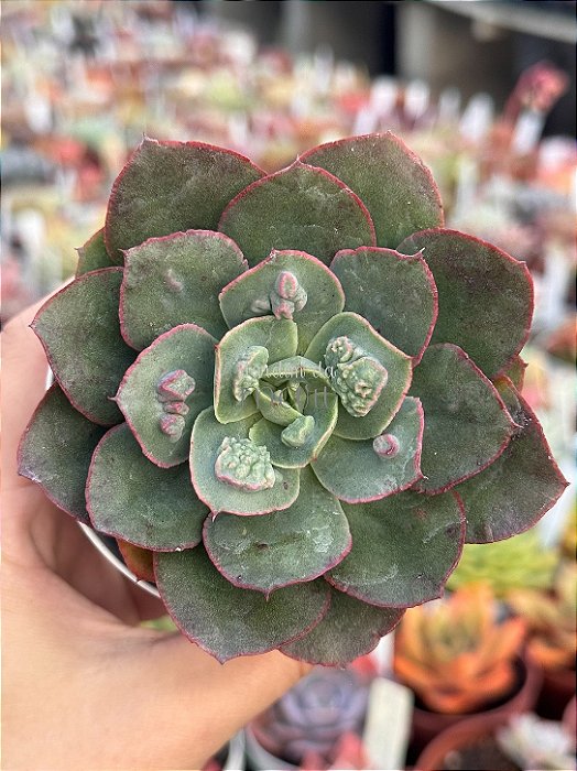 Echeveria meteor shower