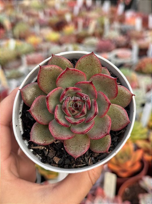 Echeveria black shark