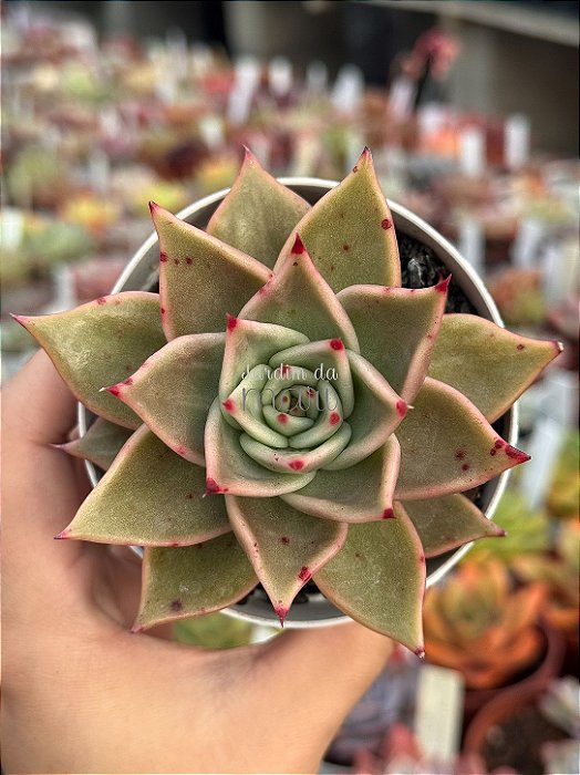 Echeveria jadestar