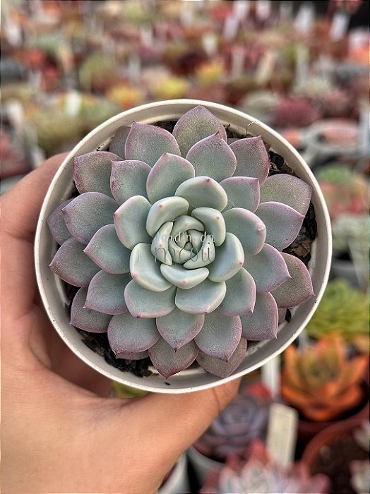 Echeveria witte